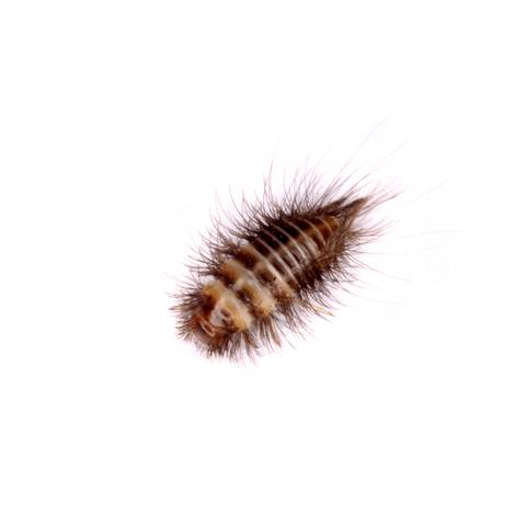 Furniture Carpet Beetle Treatment Services in NYC
