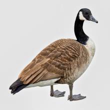 Canada goose Species Portrait