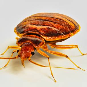 Bed Bug Inspection & Treatment