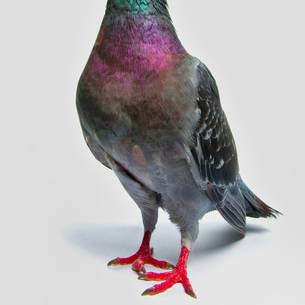 Pigeon control & deterrent installation