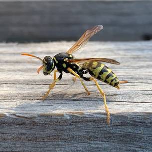 Hornet pest control