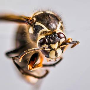 Bald faced hornet pest control