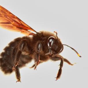Carpenter bee pest control