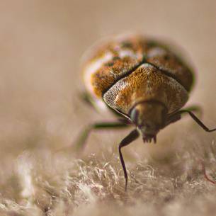 Carpet Beetle Control & Removal