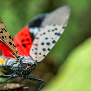 spotted lanternfly species