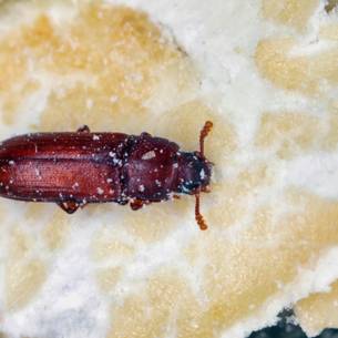 red flour beetle Species