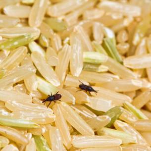 rice weevil Species