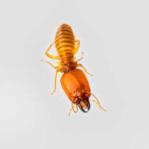 Termite Control & Remediation
