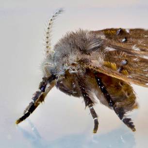 Drain Fly species