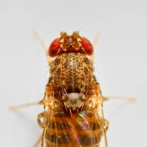 Fruit Fly species