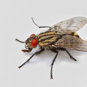 Fly species