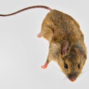 Mice extermination & control