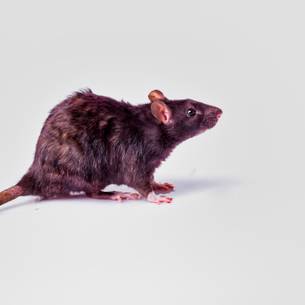 Rat extermination & control