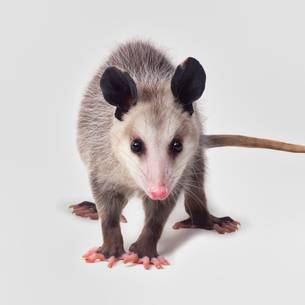 Opossum trapping & proofing