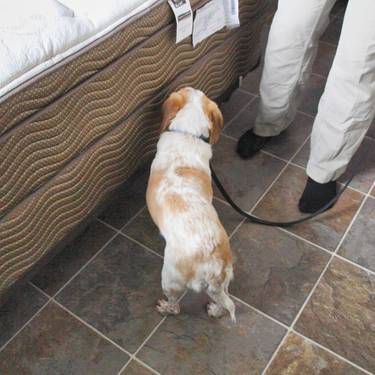 Bedbug Canine Inspection Gallery Images