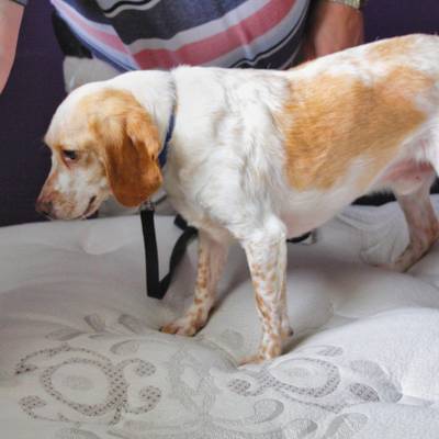 bed bug inspection through scent detection by dog