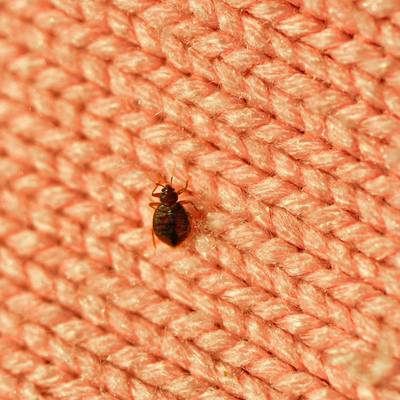 FYI bed bug facts video