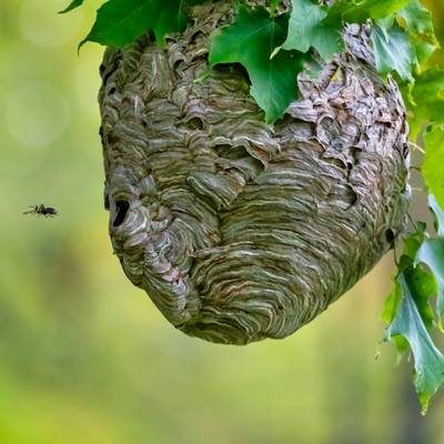 Removal of Bald Face Hornet Nest