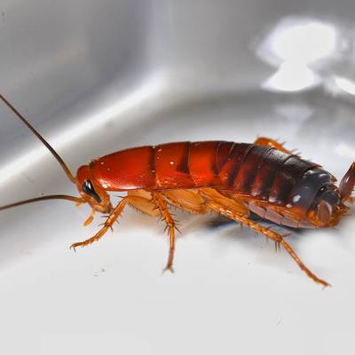 Roach extermination technicians in NYC