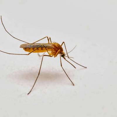 mosquito treatment solutions in nyc