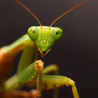 Watching the Eggs of a Praying Mantis Hatch