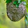 bald faced hornet's nest removal in NYC