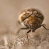 carpet beetle treatment & control in NYC