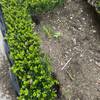 food & beverage processing pest control services