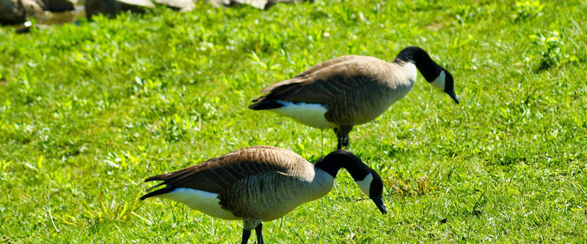 Canada geese Control & Deterrent Installations in New York