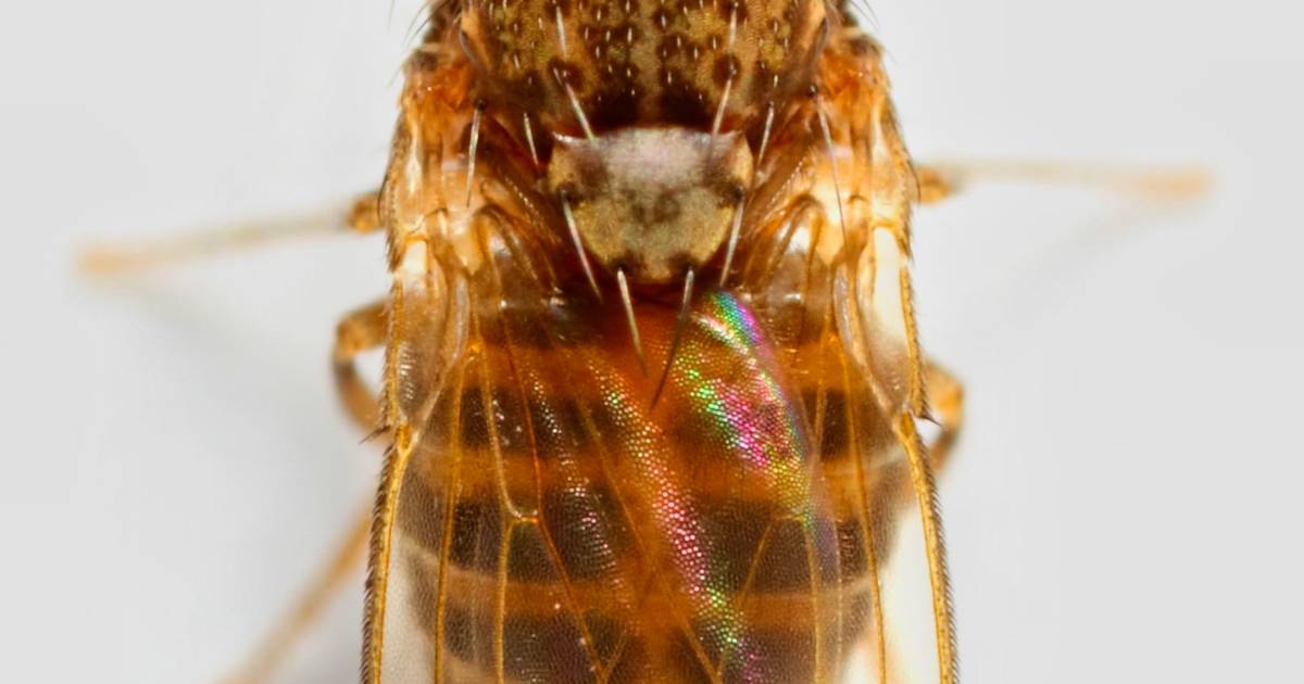 Curated visual reference: Picture Idea: Fruit Filth Fly Removal Control Nyc