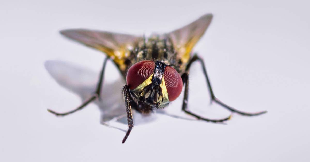 House Fly Treatment & Control in NYC | Standard Pest Management