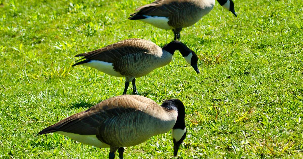 Canada geese Harassment Standard Pest Management Standard Pest Management