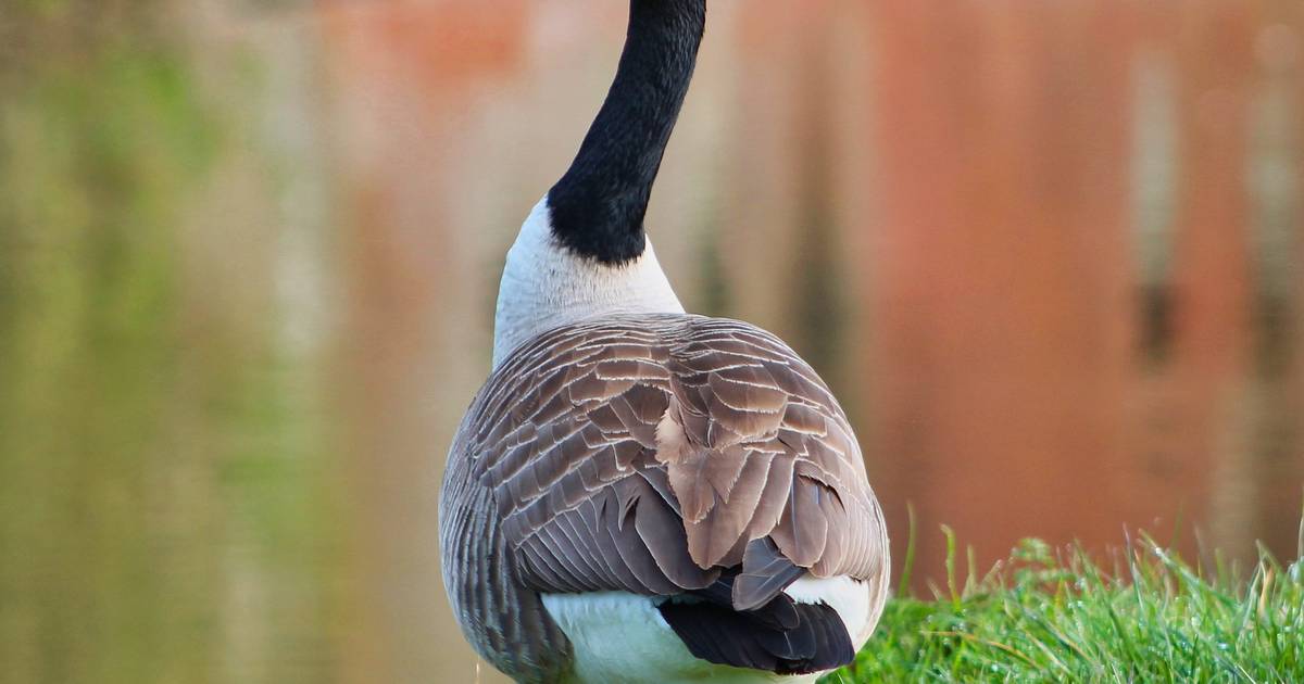 Canada goose discount daycare