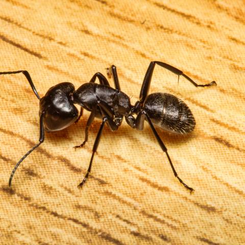 House Ant Species treatment in NYC