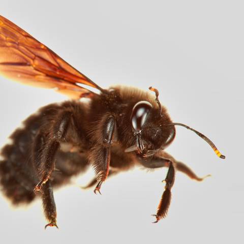 Carpenter Bee Treatment & Nest Removal in NYC