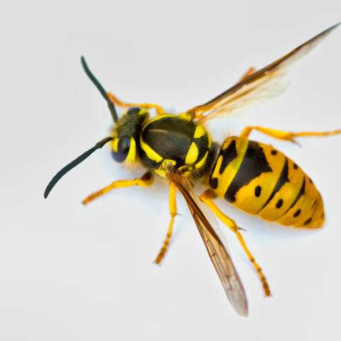 Eastern Yellowjacket Treatment & Nest Removal in NYC