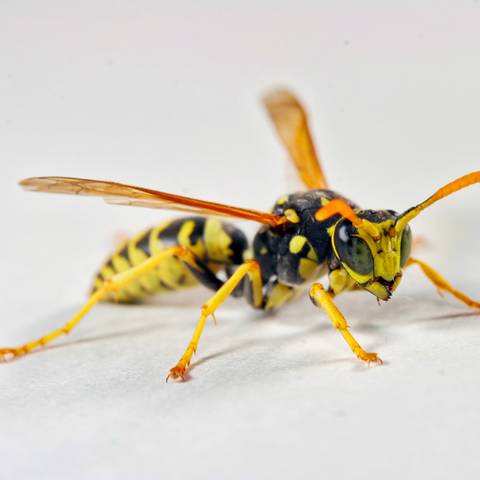 Yellowjacket Treatment & Nest Removal in NYC