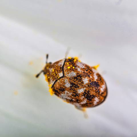 Varied Carpet Beetle Treatment Services in NYC