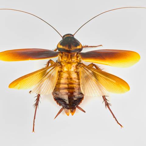 Flying Cockroach Extermination in NYC