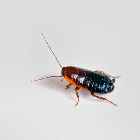 Oriental Cockroach Extermination in NYC