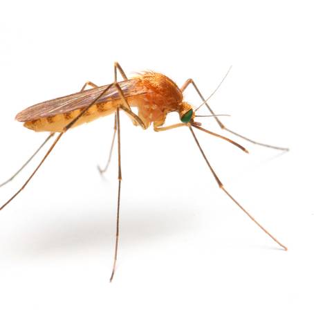 Anopheles Mosquito Treatment & Prevention in NYC
