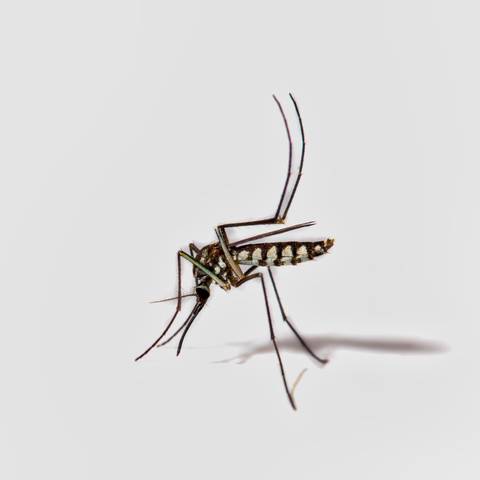 Aedes Mosquito Treatment & Prevention in NYC