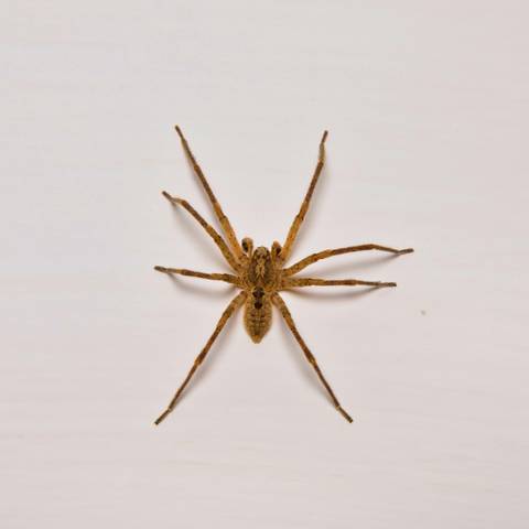 Brown Recluse Control in NYC