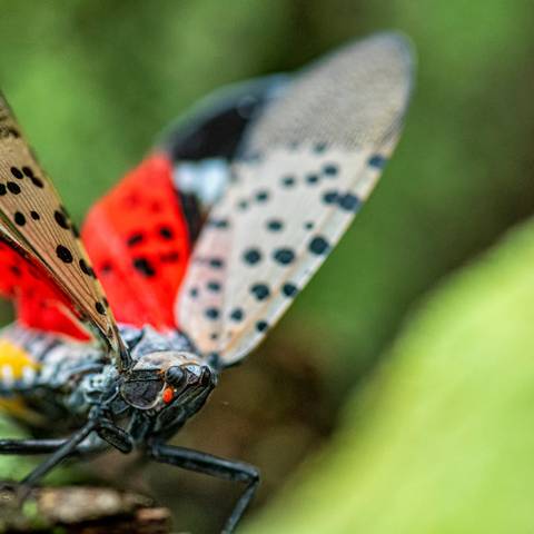 spotted lanternfly species