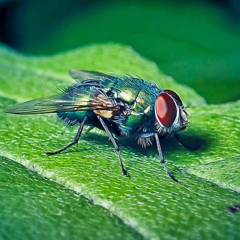 Blow Fly Treatment & Control in NYC