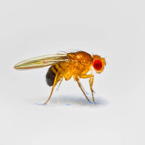 Fruit Fly Treatment & Control in NYC