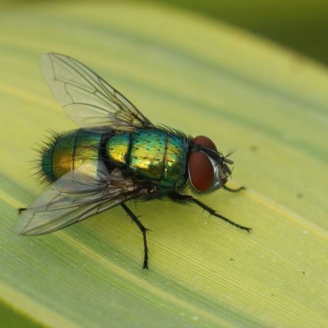 Bottle Fly Treatment & Control in NYC