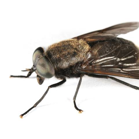 Horse Fly Treatment & Control in NYC