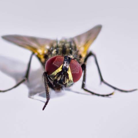 House Fly Treatment & Control in NYC