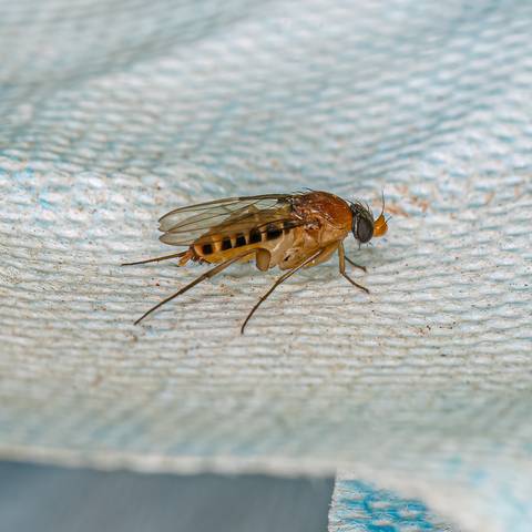 Phorid Humpbacked Fly Treatment & Control in NYC